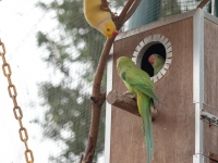 Vögel im Vogelpark