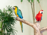 Papageien im Vogelpark