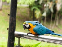 Papagei im Vogelpark