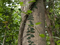 Lianenbaum im Dschungel