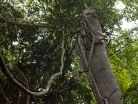 Lianenbäume im Dschungel