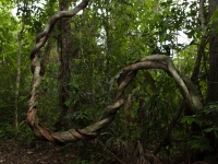 Lianenbäume im Dschungel