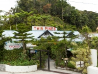 Two Pines