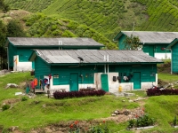 Arbeiterhäuser der Teeplantage