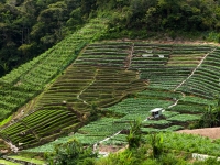 Tee-Landwirtschaft