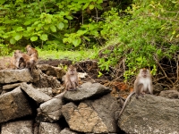 Eine Gruppe Makaken