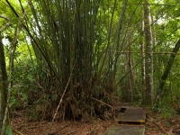 Bambusbaum