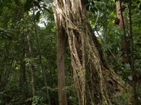 Lianenbaum im Dschungel