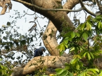 Blauara im Baum