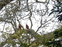 Zwei Aras sitzen im Baum