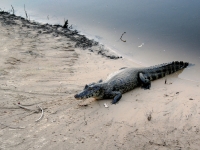 Alligator am Ufer