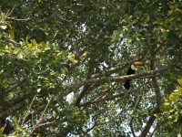 Tukan sitzt im Baum