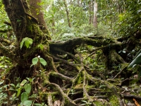 Wurzeln im Regenwald