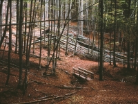 Steg über Bach in Wald