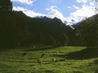 Wiese mit Kühen und Wald im Hintergrund