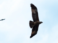 Fliegender Adler