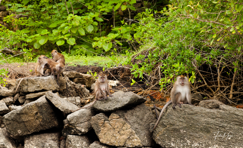 Affen sitzen auf Steinen