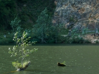 Baum in einem See