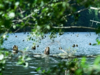 Holzstümpfe in einem See