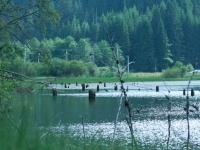 Holzstümpfe in einem See