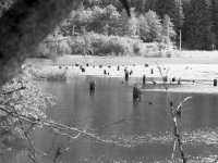 Schwarz-weiß, Holzstümpfe in einem See
