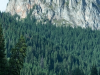 Wald und See mit Bergmassiv