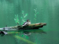 Ente auf Baumstamm im Wasser