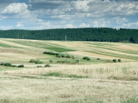 Rumänische Feldstreifen vor Wald
