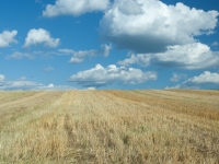 Abgeerntetes Getreidefeld vor blau-weißem Himmel