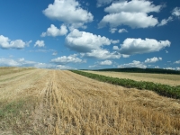 Abgeerntetes Getreidefeld vor blau-weißem Himmel