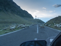 Schafe kreuzen Straße des Transfăgărășan