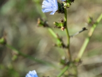 Detailaufnahme einer blauen Blume