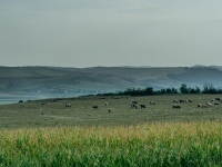 Panorama einer rumänischen Landschaft mit Kühen im Vordergrund