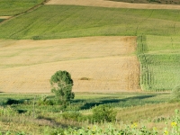 Rumänische Felder und Wiesen