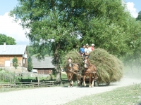 Altes Pferdefuhrwerk mit Heu auf Feldweg