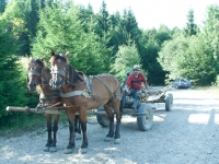 Pferdefuhrwerk mit Mann auf Feldweg