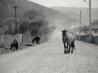 Schwarz-weiß, Pferd in rumänischem Dorf