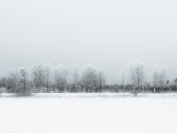 Grauer Wintertag im Loisachtalmoor