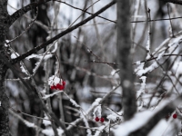 Rote Beeren im Gestrüpp im Winter