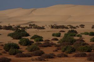Erste Dünen in der Westsahara