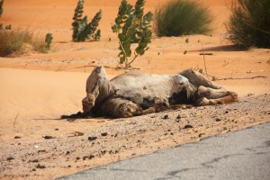 Eines der vielen toten Tiere am Straßenrand