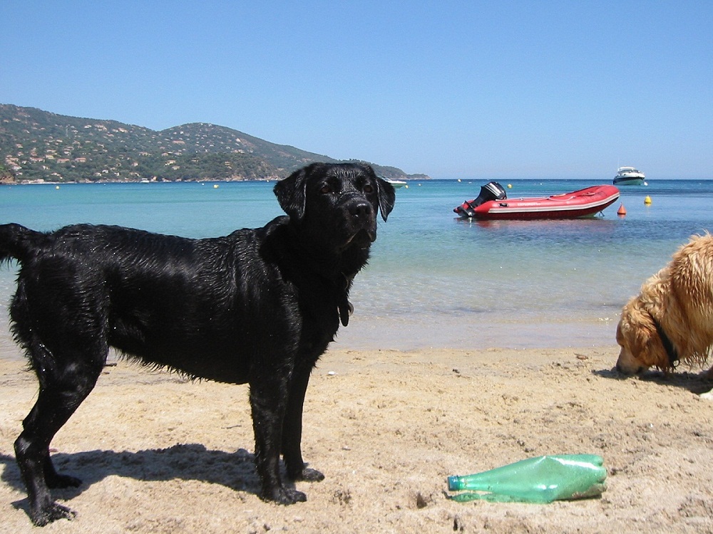 Schwarzer Hund am Strand der Côte d'Azur
