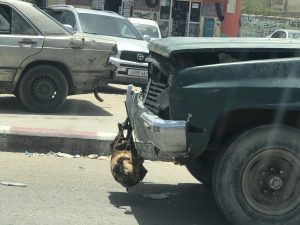 Schwein hängt an der Stoßstange eines Geländewagens