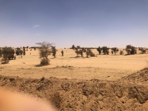 Kleine Bäume in der Sahelzone