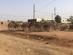 Gruppe von Kamelen auf Sandstraße