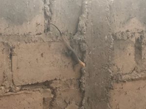 Ein Gecko an einer Mauer