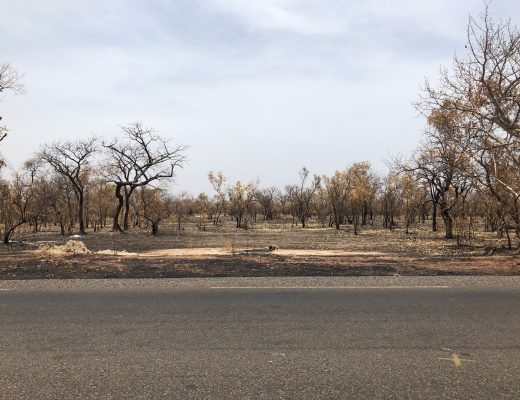 Verbrannte Erde im Senegal