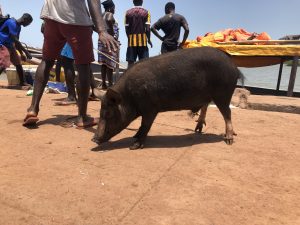 Eine Sau an einem Pier in Bissau