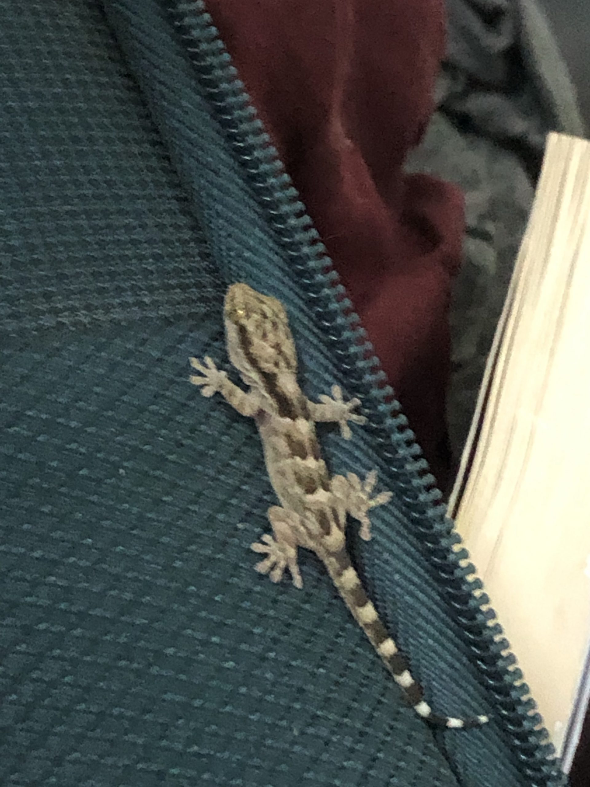 Der Gecko!!! Fuck der Gecko!!!!!! Der ist so krass!