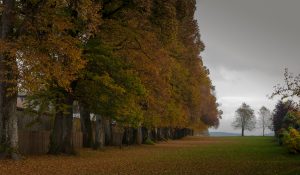 Herbstliche Steindlallee in Holzkirchen